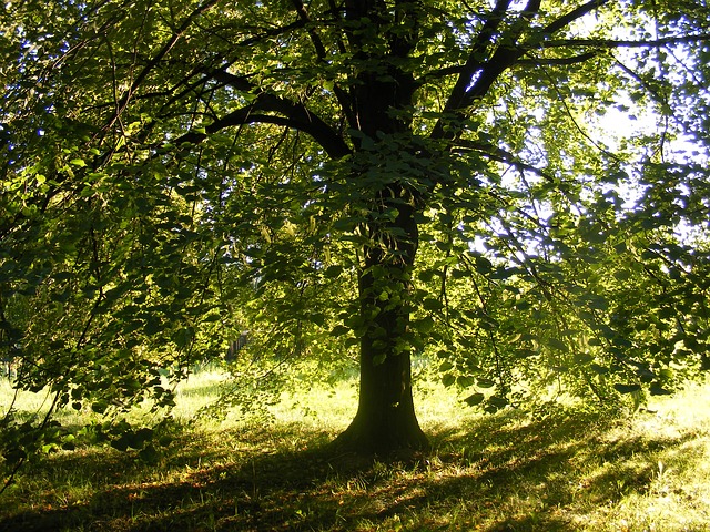 Zasaďte si národní strom